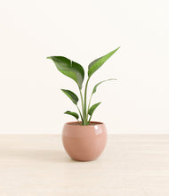 Load image into Gallery viewer, Calm Rose*****Profile