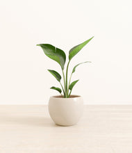 Load image into Gallery viewer, Shiny EggWhite*****Profile