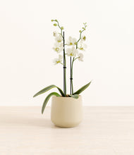 Load image into Gallery viewer, -