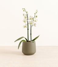 Load image into Gallery viewer, -