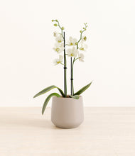 Load image into Gallery viewer, -