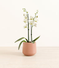 Load image into Gallery viewer, -