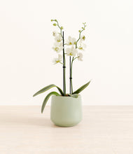 Load image into Gallery viewer, -