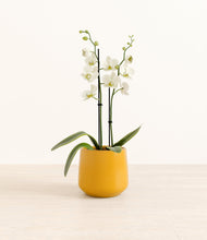 Load image into Gallery viewer, -