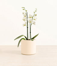 Load image into Gallery viewer, -