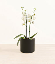 Load image into Gallery viewer, -