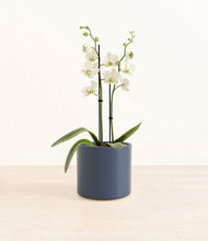 Load image into Gallery viewer, -