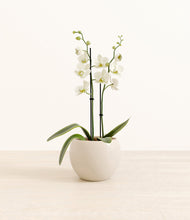 Load image into Gallery viewer, -