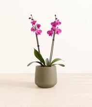 Load image into Gallery viewer, Olive*****Profile