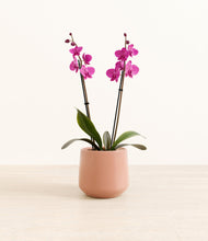 Load image into Gallery viewer, Calm Rose*****Profile