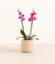 Load image into Gallery viewer, Gentle Pink*****Profile