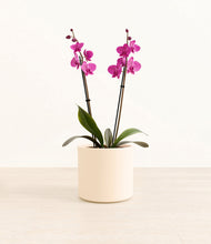 Load image into Gallery viewer, Cream*****Profile