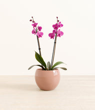 Load image into Gallery viewer, Calm Rose*****Profile