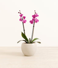 Load image into Gallery viewer, Shiny EggWhite*****Profile