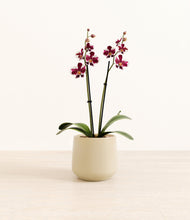 Load image into Gallery viewer, Almond Green*****Profile