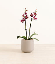 Load image into Gallery viewer, Eternal Gray*****Profile