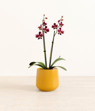 Load image into Gallery viewer, Mustard*****Profile