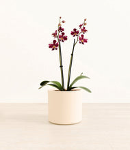 Load image into Gallery viewer, Cream*****Profile