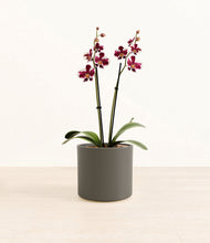 Load image into Gallery viewer, Dark Olive*****Profile