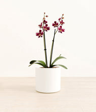 Load image into Gallery viewer, White*****Profile