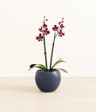 Load image into Gallery viewer, Deep Navy*****Profile