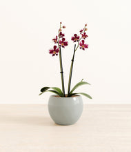 Load image into Gallery viewer, Deep Ocean*****Profile