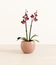 Load image into Gallery viewer, Calm Rose*****Profile