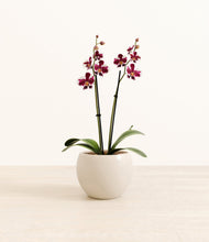 Load image into Gallery viewer, Shiny EggWhite*****Profile