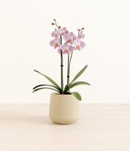 Load image into Gallery viewer, -