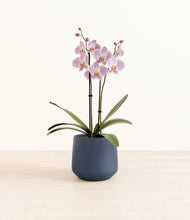 Load image into Gallery viewer, -