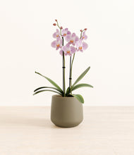 Load image into Gallery viewer, -