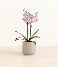 Load image into Gallery viewer, -