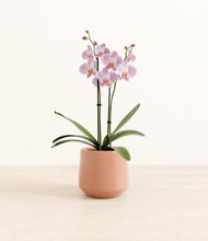 Load image into Gallery viewer, -