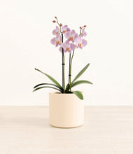 Load image into Gallery viewer, -