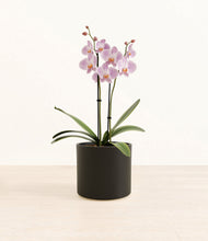 Load image into Gallery viewer, -