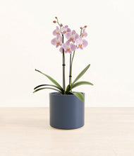 Load image into Gallery viewer, -