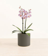 Load image into Gallery viewer, -