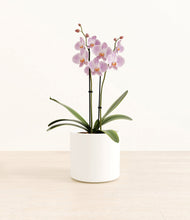 Load image into Gallery viewer, -