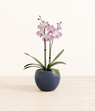 Load image into Gallery viewer, -