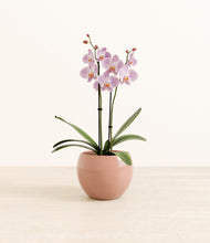 Load image into Gallery viewer, -