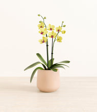 Load image into Gallery viewer, Gentle Pink*****Profile