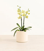 Load image into Gallery viewer, Cream*****Profile