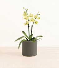 Load image into Gallery viewer, Dark Olive*****Profile