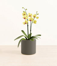 Load image into Gallery viewer, Dark Olive*****Profile