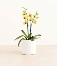 Load image into Gallery viewer, White*****Profile