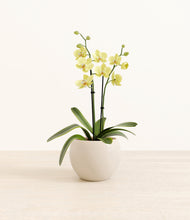 Load image into Gallery viewer, Shiny EggWhite*****Profile