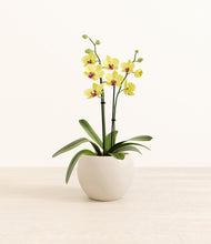 Load image into Gallery viewer, Shiny EggWhite*****Profile