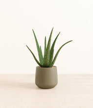 Load image into Gallery viewer, Olive*****Profile