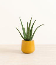 Load image into Gallery viewer, Mustard*****Profile