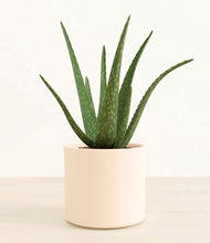 Load image into Gallery viewer, Cream*****Succulent